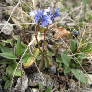  - Polygala calcarea F.W.Schultz