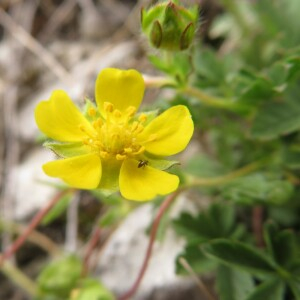 Photographie n°2427195 du taxon Potentilla verna L.