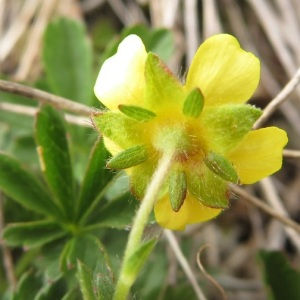 Photographie n°2427196 du taxon Potentilla verna L.