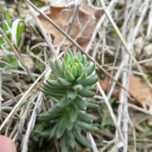  - Sedum sediforme (Jacq.) Pau [1909]