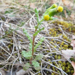  - Senecio vulgaris L. [1753]