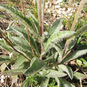 Photographie n°2427259 du taxon Inula montana L.