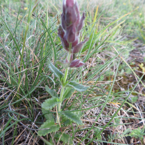  - Teucrium chamaedrys L. [1753]