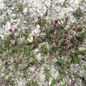  - Thymus embergeri Roussine [1952]