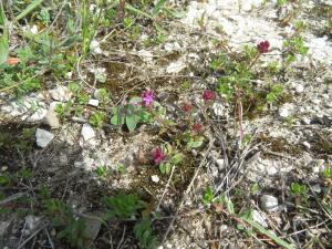 Pauline Guillaumeau, le  8 mai 2020 (Montcuq-en-Quercy-Blanc)