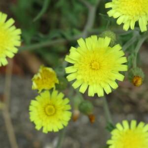 Crepis vesicaria L. (Crépide à vésicules)