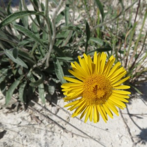 Pulicaria calycina C.Presl (Inule des montagnes)