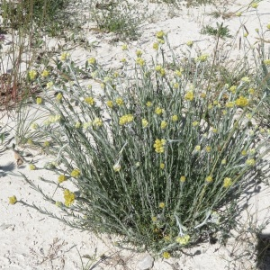 Photographie n°2427324 du taxon Helichrysum stoechas (L.) Moench
