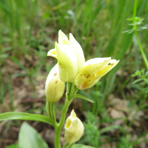 Photographie n°2427329 du taxon Cephalanthera damasonium (Mill.) Druce