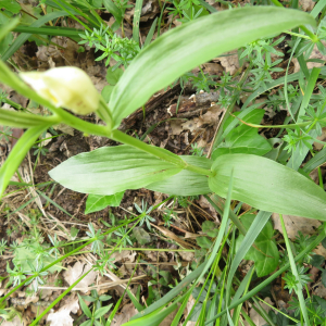 Photographie n°2427330 du taxon Cephalanthera damasonium (Mill.) Druce