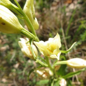 Photographie n°2427331 du taxon Cephalanthera damasonium (Mill.) Druce