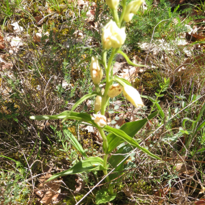 Photographie n°2427332 du taxon Cephalanthera damasonium (Mill.) Druce