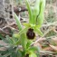  Pauline Guillaumeau - Ophrys occidentalis (Scappaticci) Scappaticci & M.Demange [2005]