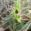  Pauline Guillaumeau - Ophrys occidentalis (Scappaticci) Scappaticci & M.Demange [2005]