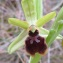  Pauline Guillaumeau - Ophrys occidentalis (Scappaticci) Scappaticci & M.Demange [2005]