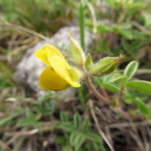 Photographie n°2427398 du taxon Argyrolobium zanonii (Turra) P.W.Ball