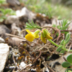 Photographie n°2427402 du taxon Coronilla minima L.