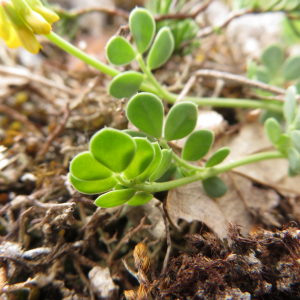 Photographie n°2427403 du taxon Coronilla minima L.