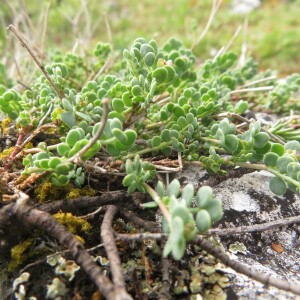 Photographie n°2427405 du taxon Coronilla minima L.