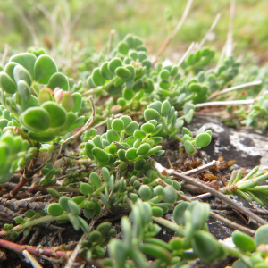 Photographie n°2427406 du taxon Coronilla minima L.