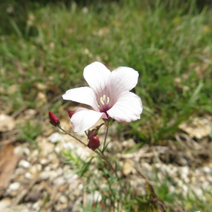 Photographie n°2427410 du taxon Linum tenuifolium L.