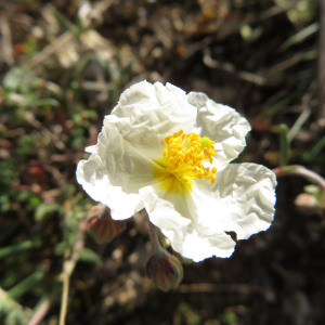 Photographie n°2427412 du taxon Helianthemum apenninum (L.) Mill.