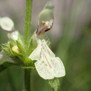 Photographie n°2427441 du taxon Stachys recta L.