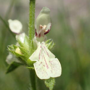 Photographie n°2427442 du taxon Stachys recta L.