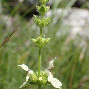 Photographie n°2427443 du taxon Stachys recta L.