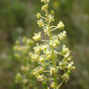 Photographie n°2427468 du taxon Reseda lutea L.