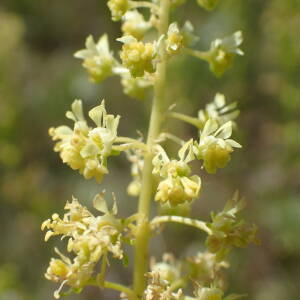 Photographie n°2427470 du taxon Reseda lutea L.