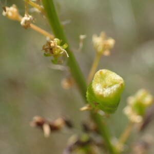 Photographie n°2427471 du taxon Reseda lutea L.