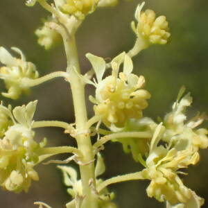 Photographie n°2427474 du taxon Reseda lutea L.