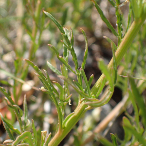 Photographie n°2427475 du taxon Reseda lutea L.