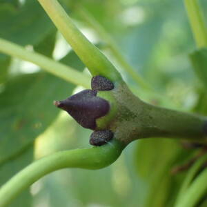 Photographie n°2427486 du taxon Fraxinus excelsior L.