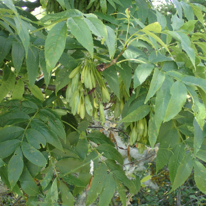 Photographie n°2427492 du taxon Fraxinus excelsior L.