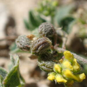 Photographie n°2427496 du taxon Medicago lupulina L.