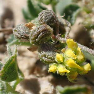 Photographie n°2427499 du taxon Medicago lupulina L.