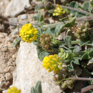 Photographie n°2427500 du taxon Medicago lupulina L.