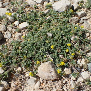 Photographie n°2427502 du taxon Medicago lupulina L.