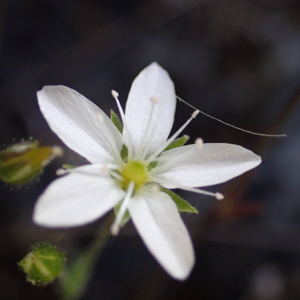 Photographie n°2427503 du taxon Arenaria hispida L.