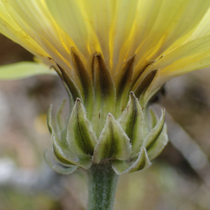 Photographie n°2427510 du taxon Crepis albida Vill.