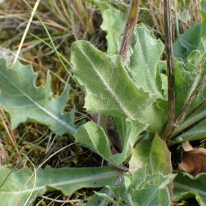 Photographie n°2427512 du taxon Crepis albida Vill.