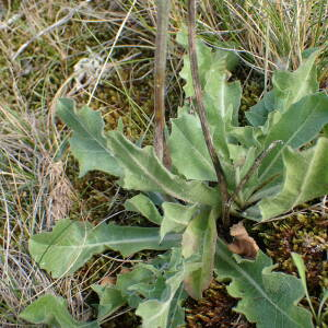 Photographie n°2427514 du taxon Crepis albida Vill.