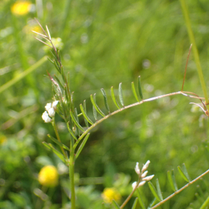 Photographie n°2427543 du taxon Ervilia hirsuta (L.) Opiz