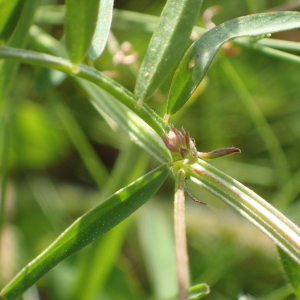 Photographie n°2427544 du taxon Ervilia hirsuta (L.) Opiz