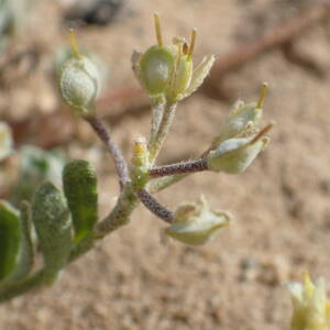 Photographie n°2427551 du taxon Alyssum montanum L.