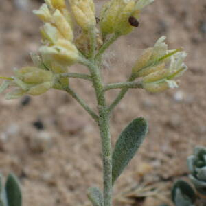 Photographie n°2427555 du taxon Alyssum montanum L.