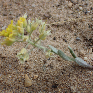 Photographie n°2427558 du taxon Alyssum montanum L.