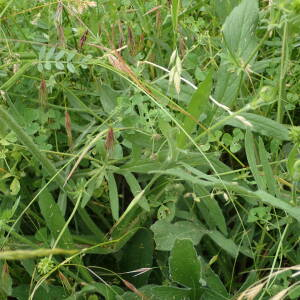 Photographie n°2427581 du taxon Knautia arvensis (L.) Coult.